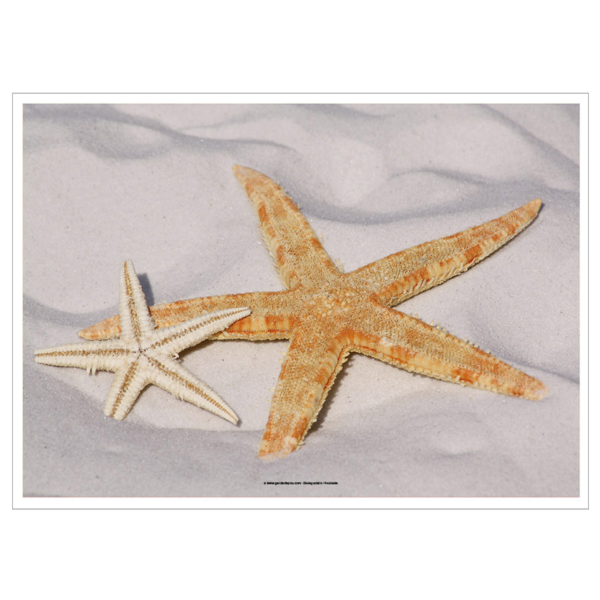 MANTELINES OFFSET 'STARFISH' 70 G/M2 31x43 CM CUATRICROMÍA PAPEL (2000 UNID.)